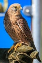 Kestrel sitting on a hawkers glove