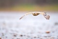 a kestrel with slight motion blur as it hovers in windy conditions Royalty Free Stock Photo