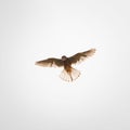 Kestrel soaring through a bright, cloudless sky, its wings spread wide Royalty Free Stock Photo