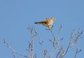 Kestrel on a tree