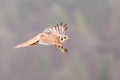 Kestrel varied bird Royalty Free Stock Photo