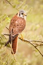 Kestrel varied bird Royalty Free Stock Photo