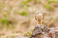 Kestrel varied bird Royalty Free Stock Photo