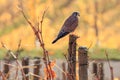 Kestrel in the Vineyards Royalty Free Stock Photo