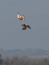 Kestrels. Royalty Free Stock Photo