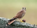 Kestrels catch (Falco tinnunculus)
