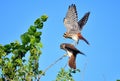 Kestrels on the edge of mating Royalty Free Stock Photo