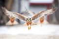 kestrels talons ready while hovering