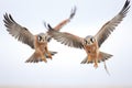 kestrels talons ready while hovering