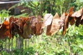 Ketapang leaves are being dried in the sun, Ketapang leaves are usually used in fish farming