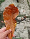 ketapang leaves that have fallen
