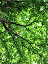 (Terminalia mantaly) Ketapang Kencana tree leaves in a farmer's garden