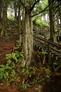 Ketchican Boardwalk Through Hemlock Woods