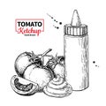 Ketchup sauce bottle with tomatoes. Vector drawing. Food flavor