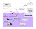 Ketogenesis transforms fats and some amino acids into ketone bodies, providing an alternative fuel source, crucial during fasting