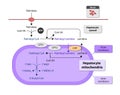 Ketogenesis transforms fats and some amino acids into ketone bodies, providing an alternative fuel source, crucial during fasting