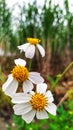 Ketul flowers are white and orange in the middle in the rice fields in the morning Royalty Free Stock Photo