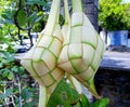 11. Ketupat Shells from Young Coconut Leaves (11) Royalty Free Stock Photo