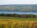 Keuka Lake bluff vineyard grapevines turn yellow during Autumn Royalty Free Stock Photo