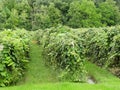 Vineyard on Keuka Lake in the FingerLakes Royalty Free Stock Photo