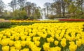 Keukemhof Blooming Gardens Landscape Lisse Holland