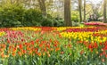 Keukemhof Blooming Gardens Landscape Lisse Holland