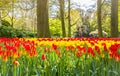 Keukemhof Blooming Gardens Landscape Lisse Holland