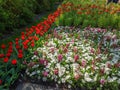 Keukenhof tulips Royalty Free Stock Photo