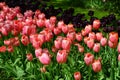 Keukenhof garden. Colorful flowers and blossom in dutch spring garden Keukenhof which is the world`s largest flower garden Royalty Free Stock Photo