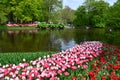 Keukenhof garden, Netherlands. Colorful flowers and blossom in dutch spring garden Keukenhof. Royalty Free Stock Photo