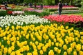 Keukenhof garden, Netherlands. Colorful flowers and blossom in dutch spring garden Keukenhof. Royalty Free Stock Photo