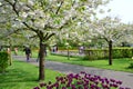 Keukenhof garden, Netherlands. Colorful flowers and blossom in dutch spring garden Keukenhof. Royalty Free Stock Photo