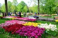 Keukenhof garden, Netherlands. Colorful flowers and blossom in dutch spring garden Keukenhof. Royalty Free Stock Photo