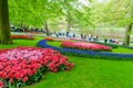 Colorful flowers and blossom in dutch spring garden Keukenhof Royalty Free Stock Photo