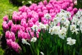 Keukenhof gardens in the Netherlands during spring. Close up of blooming flowerbeds of tulips, hyacinths, narcissus