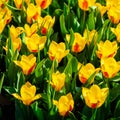 Keukenhof gardens in the Netherlands during spring. Close up of blooming flowerbeds of tulips, hyacinths, narcissus