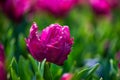 Keukenhof gardens in the Netherlands during spring. Close up of blooming flowerbeds of tulips, hyacinths, narcissus