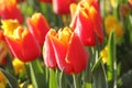 Keukenhof gardens. Tulips macro photo