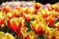 Keukenhof gardens. Tulips macro photo
