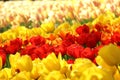 Keukenhof gardens. Tulips macro photo