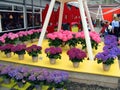 Keukenhof, Holland- april 04, 2007: beautiful original decoration of exhibition halls. Many blue, white, pink colorful flowers,