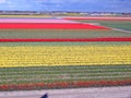 Keukenhof, Holland- april 04, 2007: huge fields of blooming tulips of different colors matched in textures,