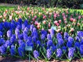 Keukenhof, Holland- april 04, 2007: Many blue, yellow, white, pink colorful flowers