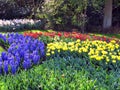 Keukenhof, Holland- april 04, 2007: Many red, yellow, white, blue flowers (tulip, daffodil, hyacinth) in the park Royalty Free Stock Photo