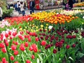 Keukenhof, Holland- april 04, 2007: Many red, yellow, white, pink colorful flowers in a beautiful flower bed in the park Royalty Free Stock Photo