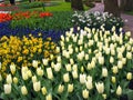 Keukenhof, Holland- april 04, 2007: Many red, yellow, white, pink colorful flowers (tulip, daffodil) in a flower bed Royalty Free Stock Photo