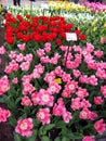 Keukenhof, Holland- april 04, 2007: Many red, yellow, white, pink colorful flowers (tulip, daffodil) in the park Royalty Free Stock Photo