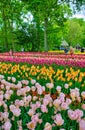 KEUKENHOF HOLLAND - MAI 2014: Colorful pink, red and yellow tulips