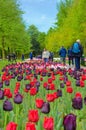 Keukenhof, Lisse, Netherlands - Apr 28th 2019: Amazing red and dark violet tulip flowers in famous Keukenhof park, Holland.