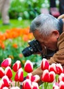 Keukenhof, Lisse, Netherlands - Apr 28th 2019: Older Asian tourist photographer taking macro photo of a tulip while holding a stem